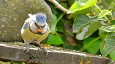 Blaumeise_mit_Futter (20).jpg